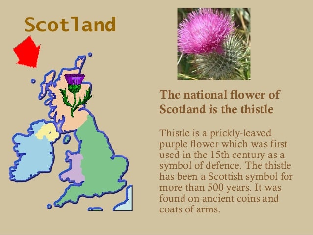 Cairn Thistle Earrings